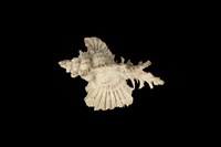 藏品(蘭花骨螺)的圖片